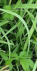 Potentilla reptans