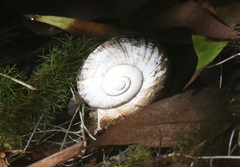 Ampullariidae