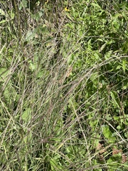 Muhlenbergia schreberi