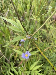 Symphyotrichum oolentangiense