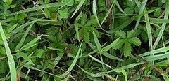 Potentilla reptans