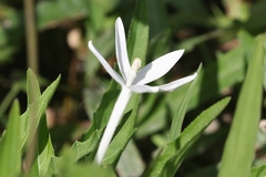 Hippobroma longiflora