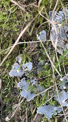 Peltigera canina
