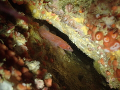 Lepadogaster candolii