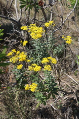 Senecio polyanthemoides