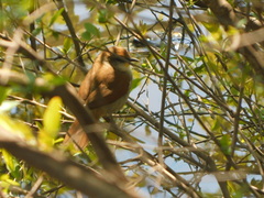 Certhiaxis cinnamomeus