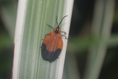 Haplolycus agrestis