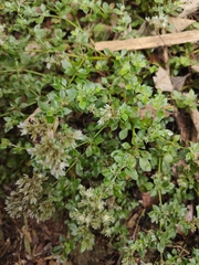Polycarpaea latifolia image