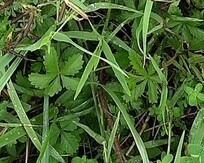 Potentilla reptans
