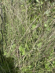 Muhlenbergia schreberi