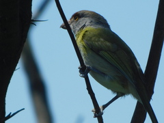 Cyclarhis gujanensis