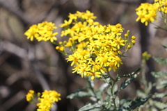 Senecio polyanthemoides