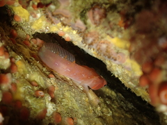 Lepadogaster candolii