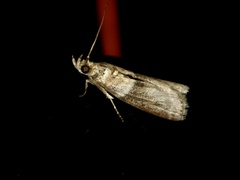 Addyme confusalis