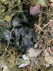 Jackrogersella multiformis