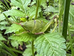 Sphenarium