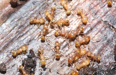 Wasmannia auropunctata