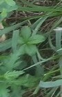 Potentilla reptans