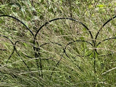 Muhlenbergia schreberi