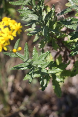 Senecio polyanthemoides