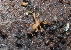 Cyphomyrmex minutus