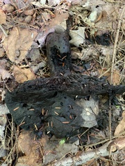 Jackrogersella multiformis