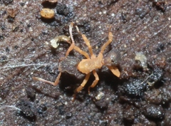 Cyphomyrmex minutus