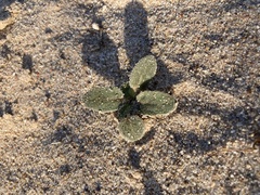 Abronia villosa