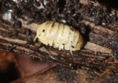 Armadillidiidae