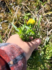 Euthamia graminifolia
