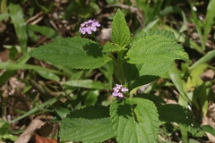Lantana trifolia