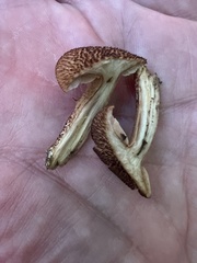 Flammulaster erinaceellus