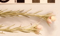 Achyranthemum paniculatum