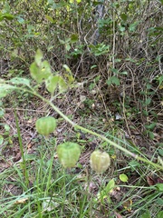 Physalis longifolia