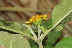 Wedelia rugosa
