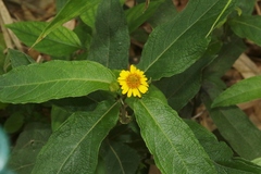 Wedelia rugosa