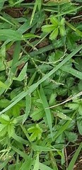 Potentilla reptans