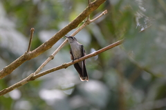 Campylopterus largipennis