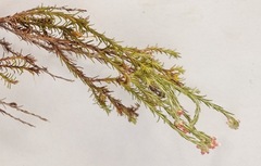 Achyranthemum paniculatum