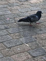 Columba livia domestica
