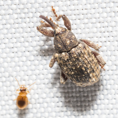 Conotrachelus posticatus