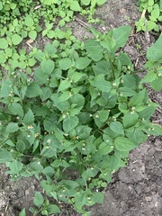 Galinsoga parviflora