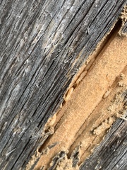 Reticulitermes flavipes