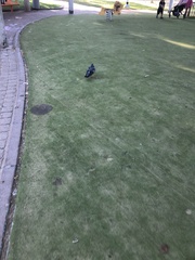 Columba livia domestica