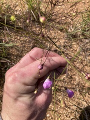 Agalinis edwardsiana