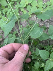 Galinsoga parviflora