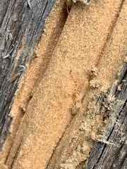 Reticulitermes flavipes