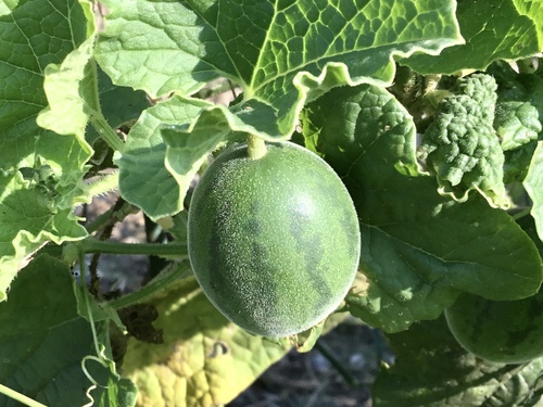 Cucumis melo