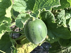 Cucumis melo