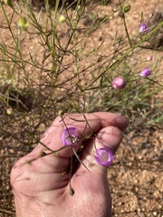 Agalinis edwardsiana